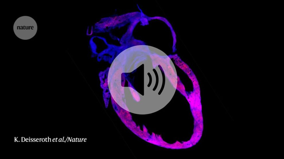Cómo un aumento de la frecuencia cardíaca puede inducir ansiedad en ratones
