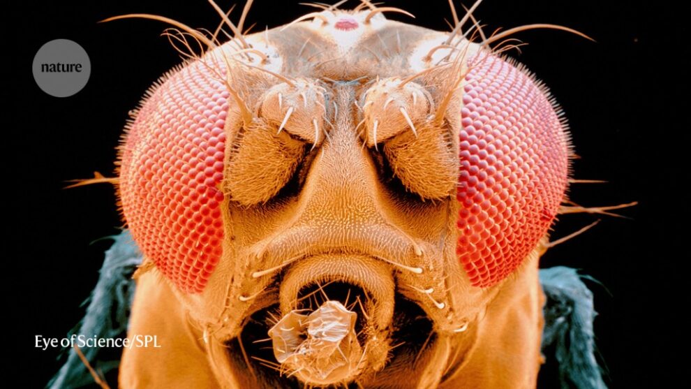 El mapa cerebral de una mosca gigante es el primero de un animal complejo