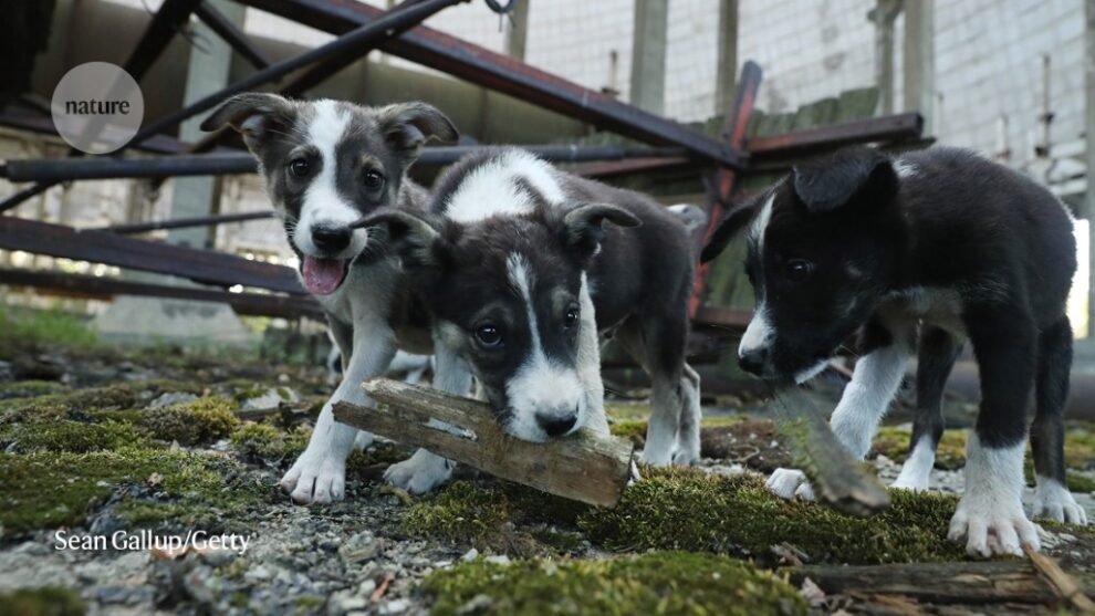 Lo que los perros callejeros de Chernobyl podrían enseñarnos sobre la radiación