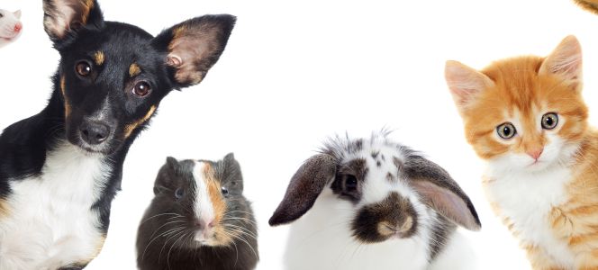 El debate de los derechos animales: ¿Hasta dónde llega nuestra responsabilidad?