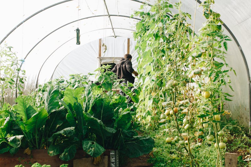 Huerto urbano con plantas en macetas en un balcón