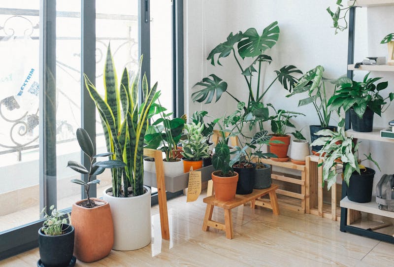 Plantas de interior decorando un salón luminoso