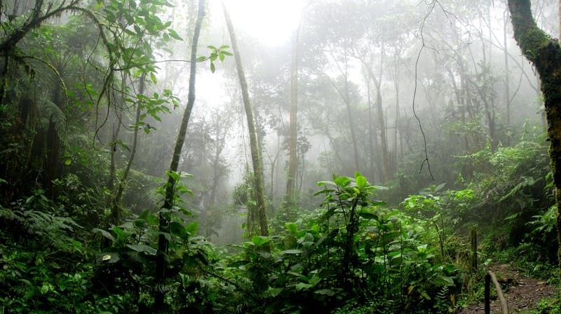 Selva tropical exuberante con vegetación densa y biodiversidad